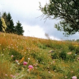 Über und unter uns: Blumenwiesen in prächtigen Farben