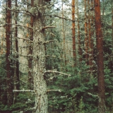 Der Wald war Fabel-haft.